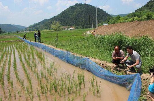 "稻田 水产":鼓起了农民的钱袋子