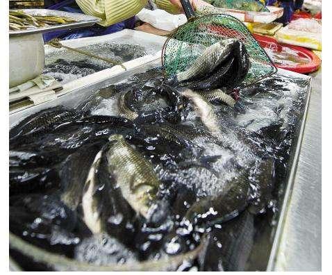 菜市场里卖不掉的死鱼都去哪里了,鱼贩们的操作不得不服